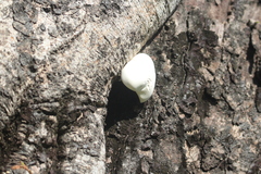 Oudemansiella australis