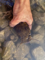 Pylodictis olivaris