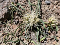 Allium anceps