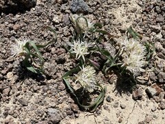 Allium anceps