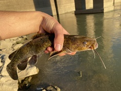 Pylodictis olivaris