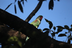 Psittacula eupatria