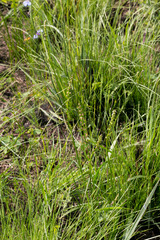 Triglochin milnei