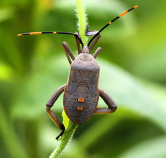 Anoplocnemis