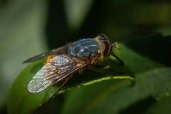 Tabanidae