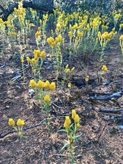 Waitzia acuminata acuminata