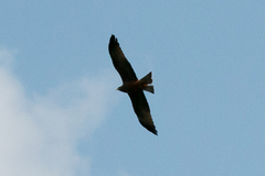 Milvus migrans parasitus