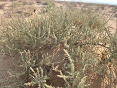 Reaumuria songarica