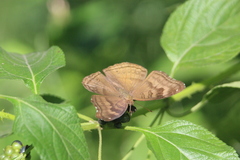 Junonia iphita