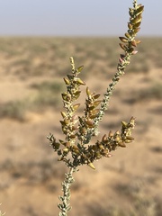 Reaumuria songarica