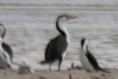 Phalacrocorax varius