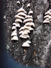 Schizophyllum commune