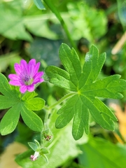 Geranium pyrenaicum