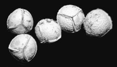 Isoetes occidentalis