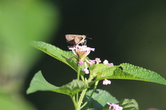 Borbo cinnara