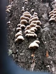 Schizophyllum commune
