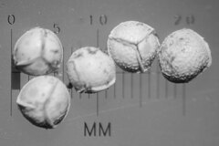 Isoetes occidentalis