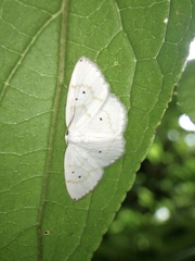 Ditrigona virgo