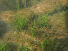 Isoetes occidentalis