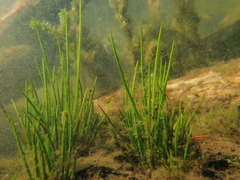 Isoetes occidentalis