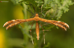 Stenodacma wahlbergi