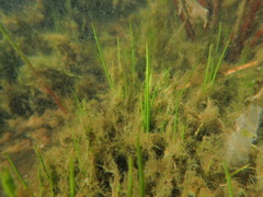 Isoetes occidentalis