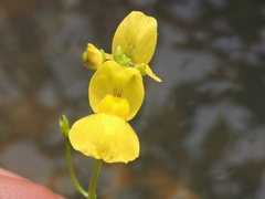 Utricularia aurea