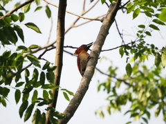 Chrysophlegma miniaceum