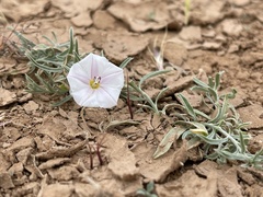 Convolvulus ammannii