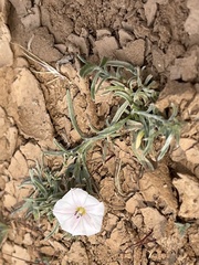 Convolvulus ammannii