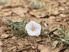 Convolvulus ammannii