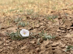 Convolvulus ammannii