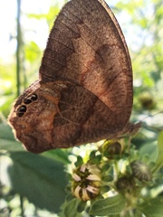 Cyllopsis pephredo