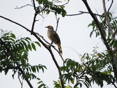 Pycnonotus zeylanicus