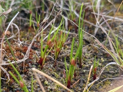 Centrolepis aristata