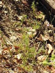 Cyclospermum leptophyllum