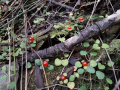 Nertera dichondrifolia