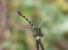 Ictinogomphus rapax