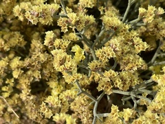 Limonium aureum
