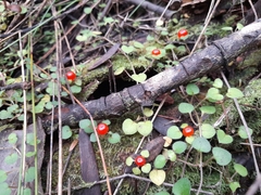 Nertera dichondrifolia