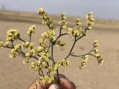 Limonium aureum