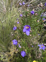 Cheiranthera alternifolia