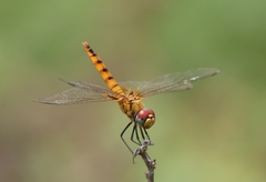 Urothemis signata