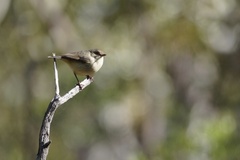 Acanthiza reguloides