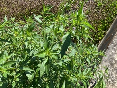 Ludwigia hyssopifolia