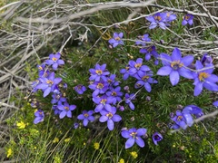 Cheiranthera alternifolia