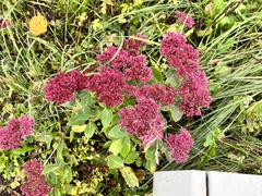 Hylotelephium maximum × spectabile