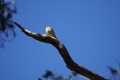 Acanthiza reguloides