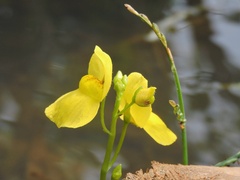 Utricularia aurea