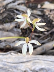 Caladenia cucullata